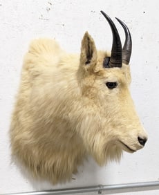 SUPER RARE Knopp Brothers Mountain Goat Shoulder Mount Taxidermy
