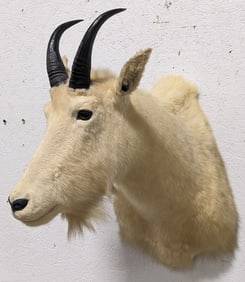 SUPER RARE Knopp Brothers Mountain Goat Mount