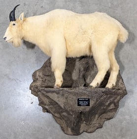 MONSTER Life Size Mountain Goat on Wall Base