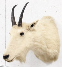 Mountain Goat Shoulder Mount Taxidermy