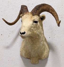 WORLD CLASS Dall Sheep Shoulder Mount Taxidermy