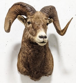 Gigantic Rocky Mountain Bighorn Ram