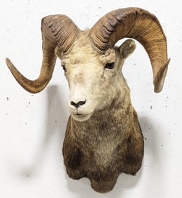 TROPHY CLASS Stone Sheep Shoulder Mount Taxidermy