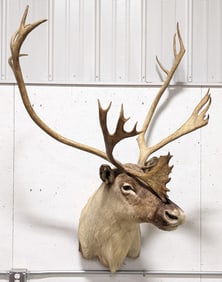 Beautiful WIDE SPREAD Caribou Shoulder Mount