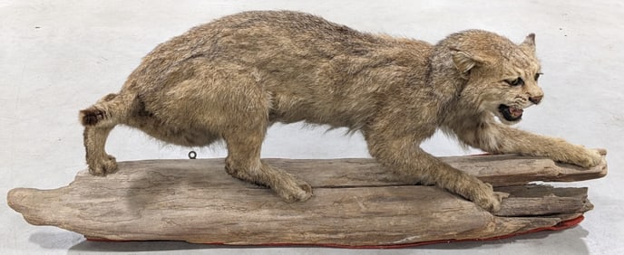 Vtg Bobcat Full Body Mount Taxidermy on Driftwood