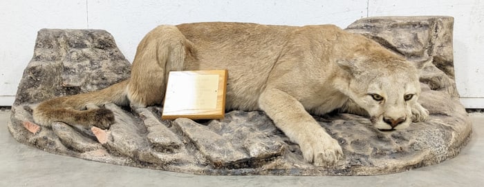 Mountain Lion Cougar Full Boudy Mount on Base