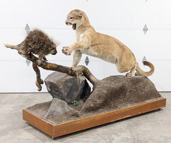 Full Body Cougar Mountain Lion Attacking a Porcupine Taxidermy on Rolling Base