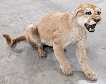 Vtg Mountain Lion Full Body Taxidermy Mount