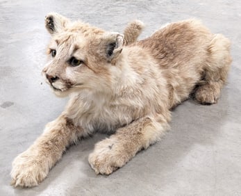 Vtg Mountain Lion Cub Full Body Taxidermy Mount