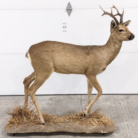 Full Body Roe Deer Taxidermy Mount on Rolling Base
