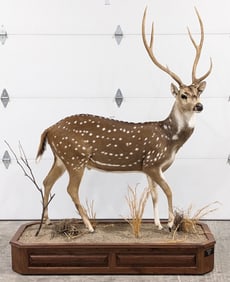 Full Body Axis Deer Taxidermy Mount on Rolling Base
