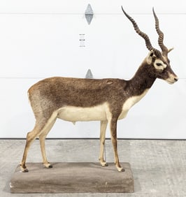 Full Body Blackbuck Taxidermy Mount on Base