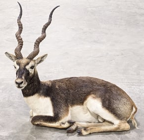 Full Body Resting Blackbuck Taxidermy Mount