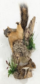 Two Red Squirrels in a Log Taxidermy Mount