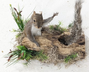 Two Gray Squirrels in a Log Taxidermy Wall Mount