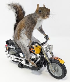 Biker Squirrel Full Body Taxidermy on Harley-Davidson