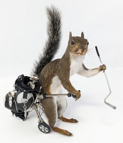 Golfing Squirrel Full Body Taxidermy w/ Gold Bag & Caddy