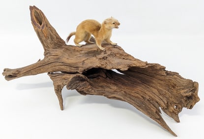 Mountain Weasel Full Body Taxidermy on Driftwood