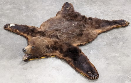 Taxidermy Grizzly Bear Rug with Real Claws & Affidavit