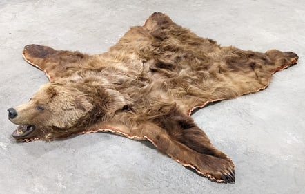 7-1/2ft Brown Bear Rug Taxidermy