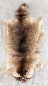 Tanned Racoon Pelt 14in x 26in