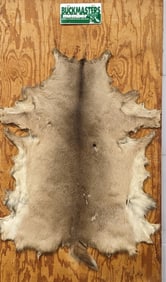 Whitetail Deer Hide on Board