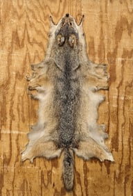 Tanned Coyote Pelt on Board