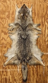 Tanned Coyote Pelt on Board