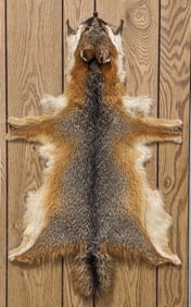 Tanned Red Fox Pelt on Board