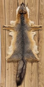 Tanned Red Fox Pelt on Board