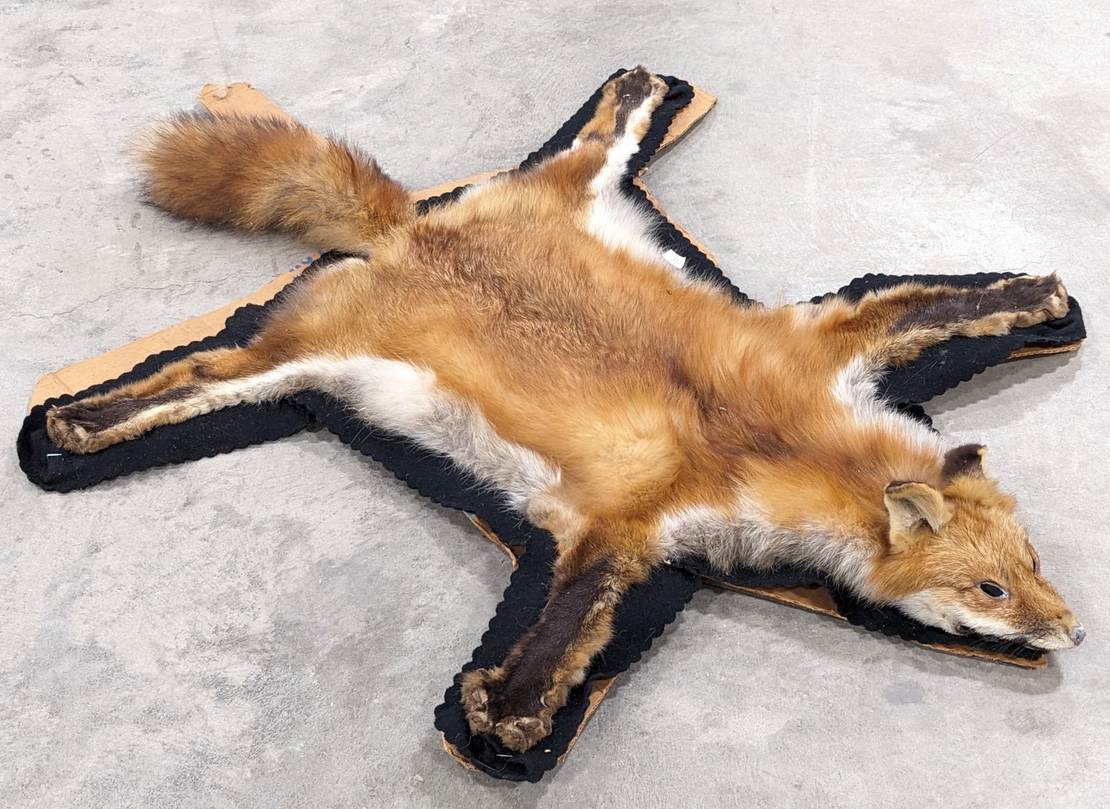 Vtg Red Fox Pelt on Board: Pelt is in aged condition with wear around the face and paws. Measures 31in wide x 40in long.