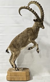 Nubian Ibex Goat Full Body Taxidermy Mount Display