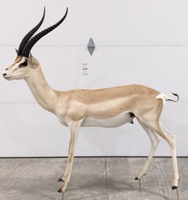 Full Body African Gazelle Taxidermy Mount w/ No Base