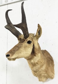Pronghorn Shoulder Mount Taxidermy