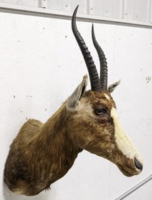African Blesbok Antelope Taxidermy Shoulder Mount