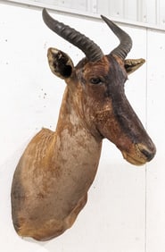 African Tsessebe Shoulder Mount Taxidermy