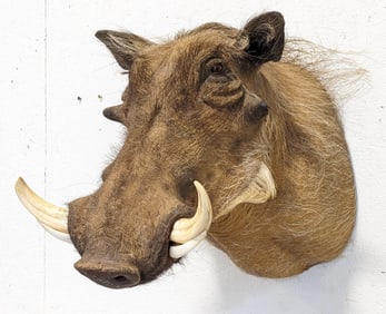 African Warthog Shoulder Mount Taxidermy