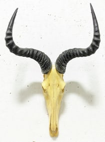 African Hartebeest Skull & Horn Mount