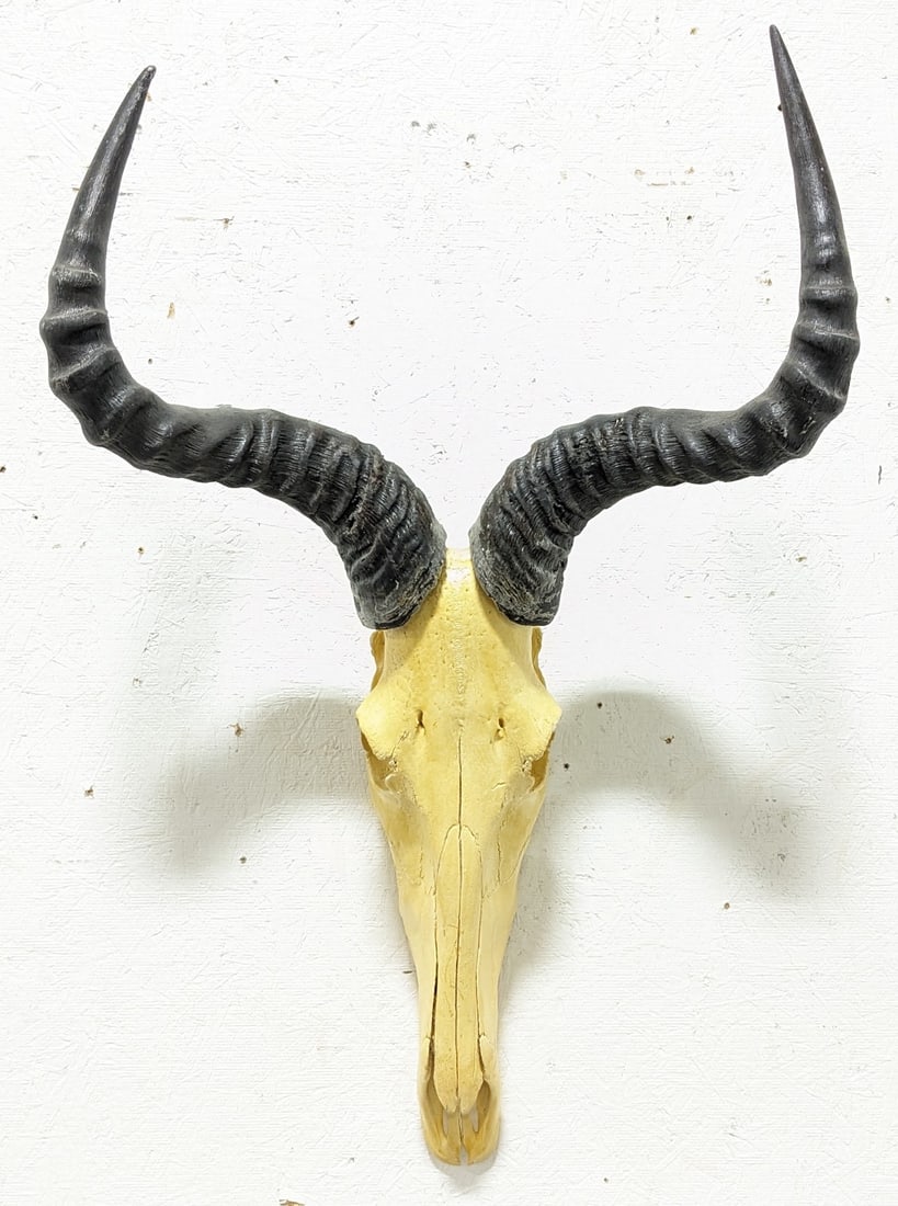 African Hartebeest Skull & Horn Mount: Mount is in nice condition with all of its upper teeth, and a yellowed finish. Horns measure 17in long. Overall measures 18in wide x 29in tall x 11in deep. Ref#: 3145