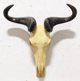 Blue Wildebeest Skull & Horn Mount