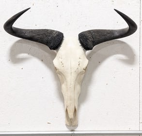 Nyasa Wildebeest Skull & Horn Mount