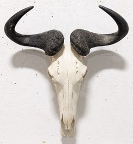 Blue Wildebeest Skull & Horn Mount