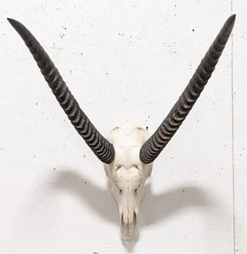 African Waterbuck Skull & Horn Mount