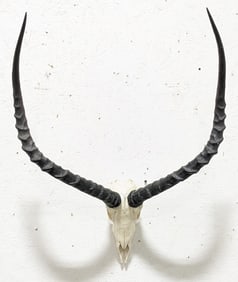 African Impala Skull & Horn Mount