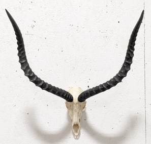 African Impala Skull & Horn Mount