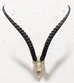 African Grants Gazelle Skull & Antler Mount