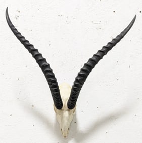 African Grants Gazelle Skull & Horn Mount