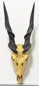 African Greater Eland Skull & Horn Mount