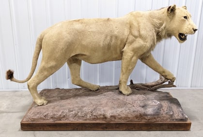*IN RESIDENT ONLY* Vtg Full Body Lion Taxidermy Mount on Base