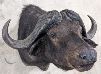 Vtg Cape Buffalo Taxidermy Shoulder Mount